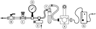 Turning Up the Heat: Local Temperature Control During in vivo Imaging of Immune Cells